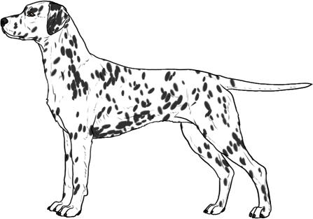 Random Dog