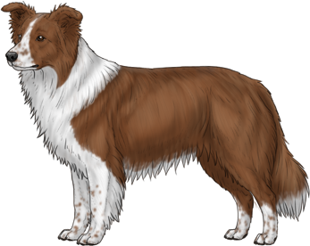 Random Dog