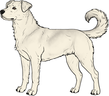 Random Dog