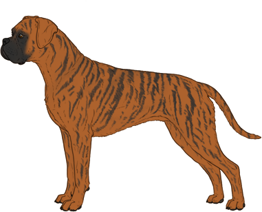 Random Dog