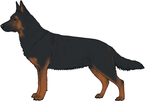 Random Dog