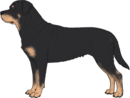 Random Dog