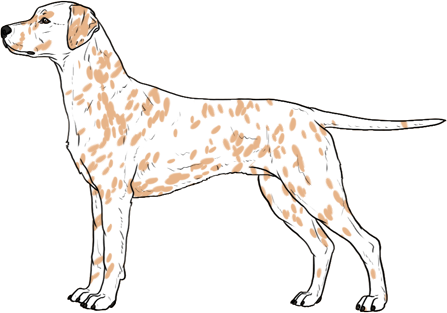 Random Dog