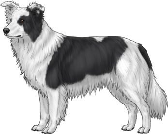 Random Dog
