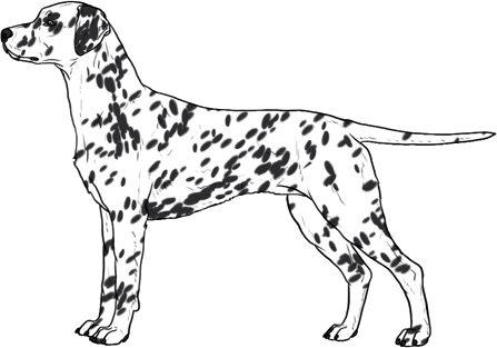 Random Dog