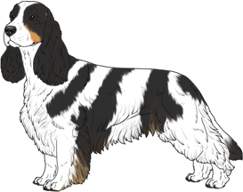 Random Dog