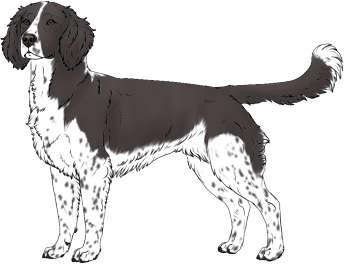 Random Dog