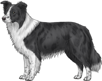 Random Dog