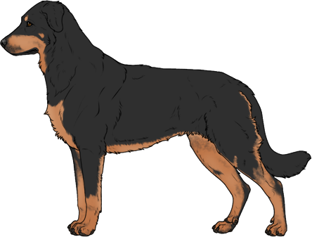 Random Dog