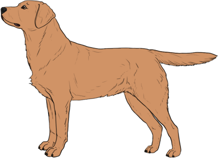 Random Dog