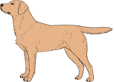 Random Dog