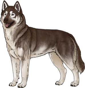 Random Dog
