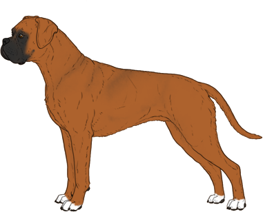Random Dog