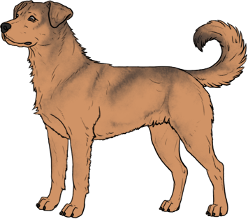 Random Dog