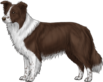 Random Dog