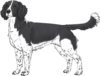 Random Dog