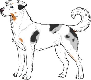 Random Dog