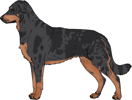 Random Dog