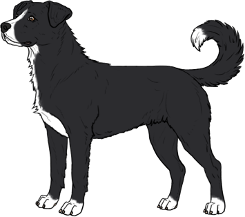 Random Dog
