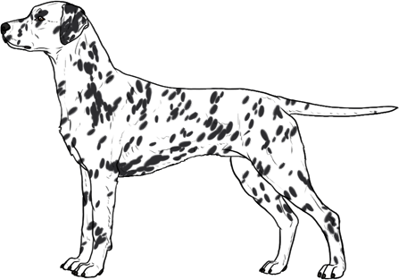 Random Dog