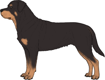 Random Dog