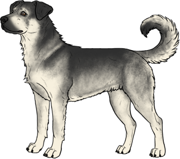 Random Dog