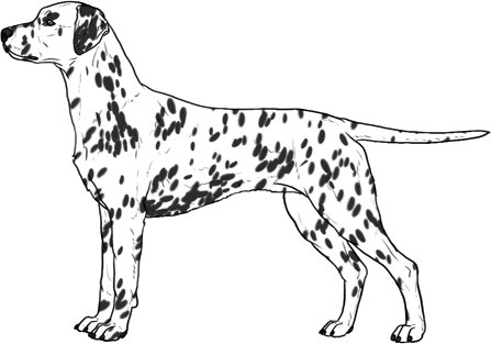 Random Dog