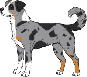 Random Dog