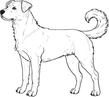 Random Dog