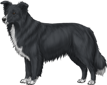 Random Dog