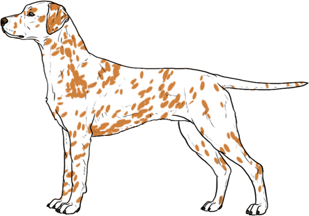 Random Dog
