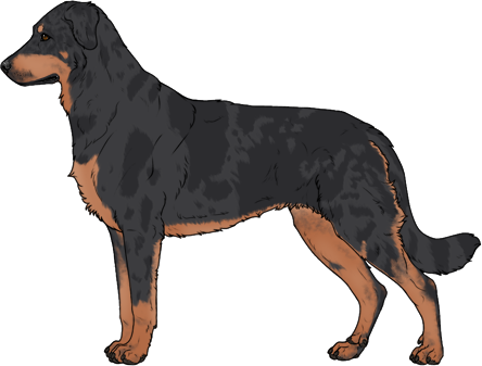 Random Dog