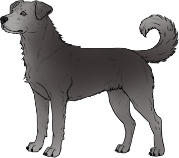 Random Dog