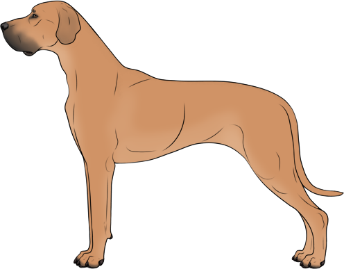 Random Dog