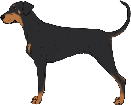Random Dog