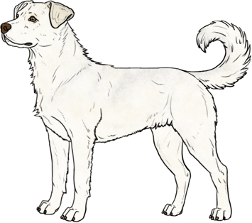 Random Dog