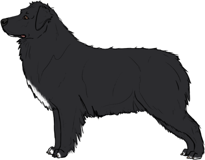 Random Dog