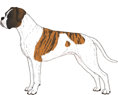 Random Dog