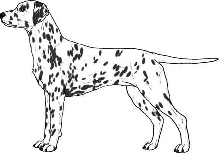 Random Dog