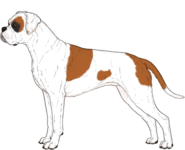 Random Dog