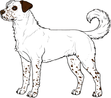 Random Dog