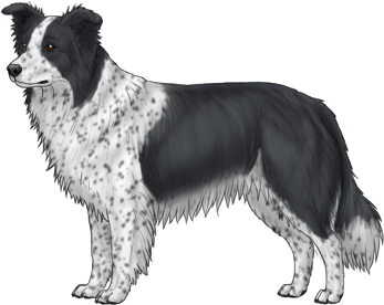 Random Dog