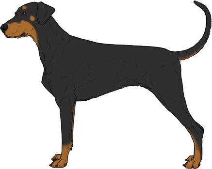 Random Dog