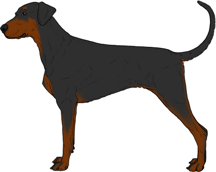 Random Dog