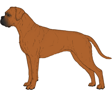 Random Dog