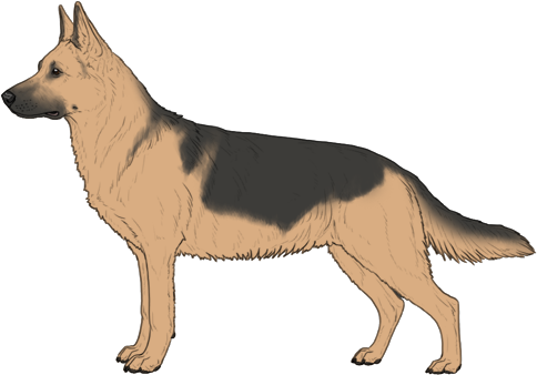 Random Dog