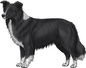 Random Dog