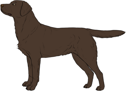 Random Dog