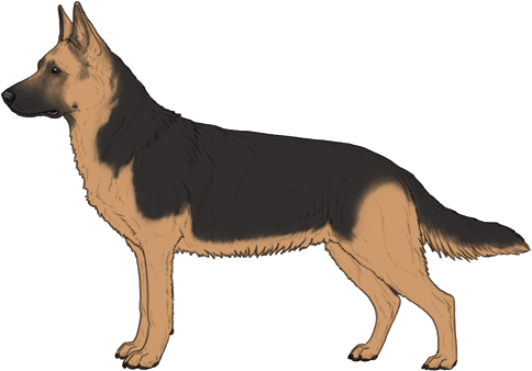 Random Dog