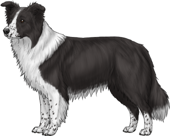Random Dog